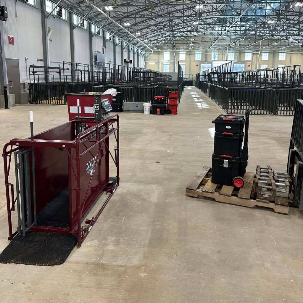 Digital livestock scale