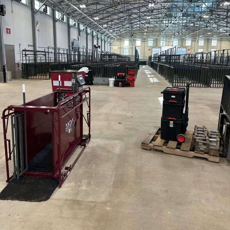 Digital livestock scale