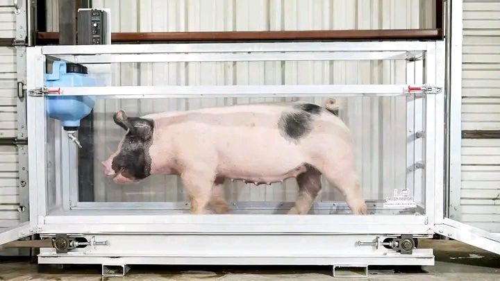 Hog/pig Treadmill