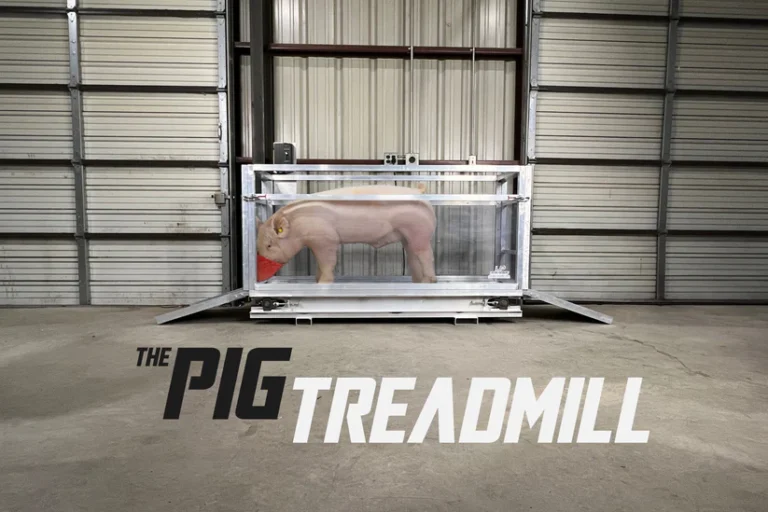 Treadmill for show hogs